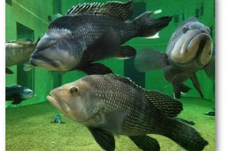 Black sea bass Sandy Hook lab