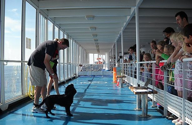 Dog obediance Brittany Ferries