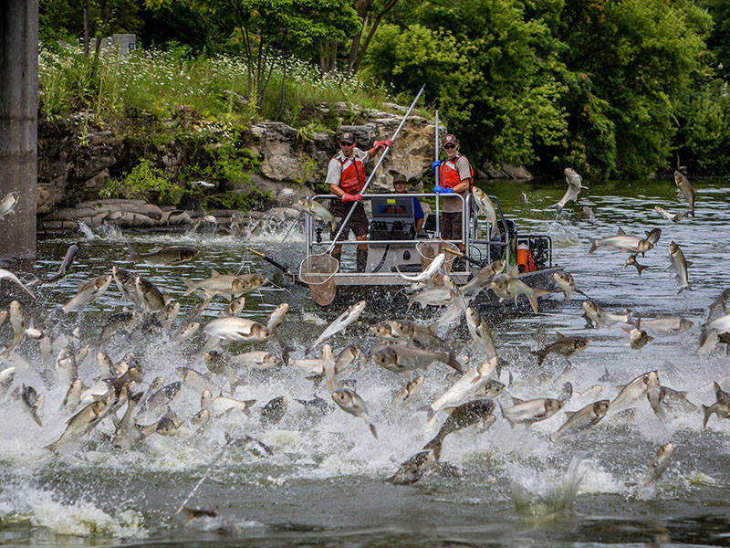 silver-carp-jumping-fox-river-usfws