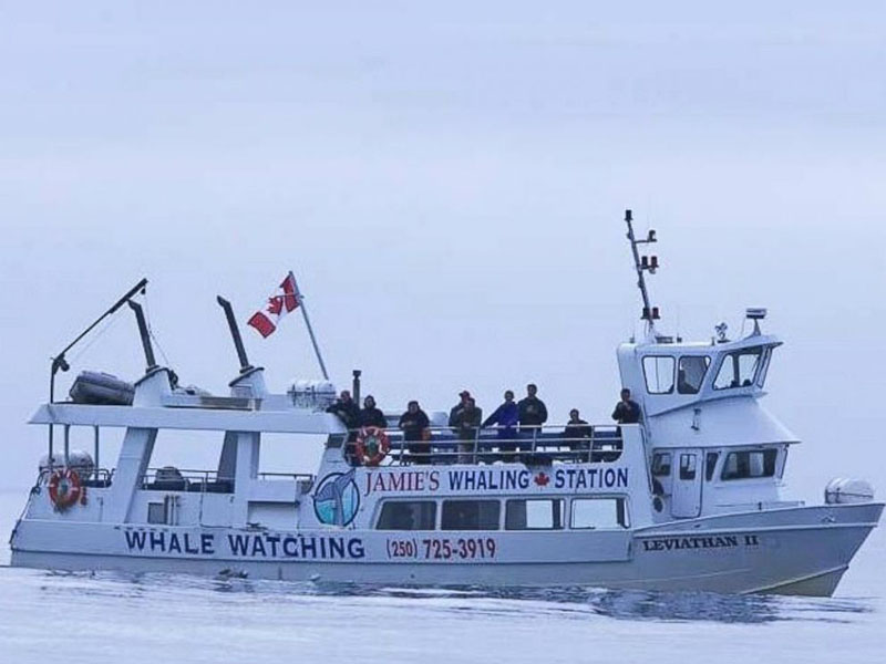 leviathan-ii-whale-watching-accident-jamies-whaling-station