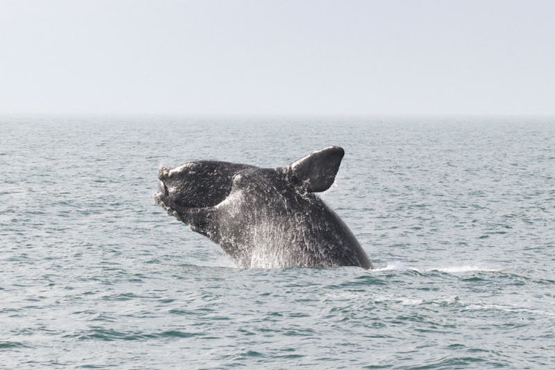 NOAA North Atlantic right whale