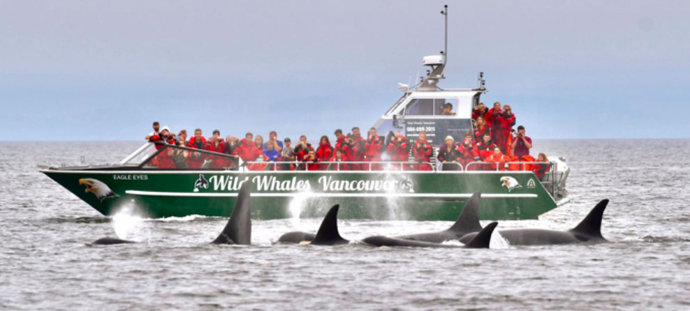 Foil assist cat Eagle Eyes whale watcher