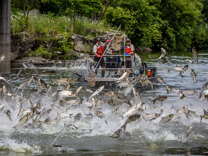 silver-carp-jumping-fox-river-usfws